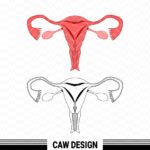 Uterus SVG Very Clean and Easy to Cut