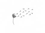 Dandelion beauty flowers JPG