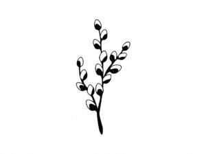 Pussy Willow SVG, Spring Nature Clipart